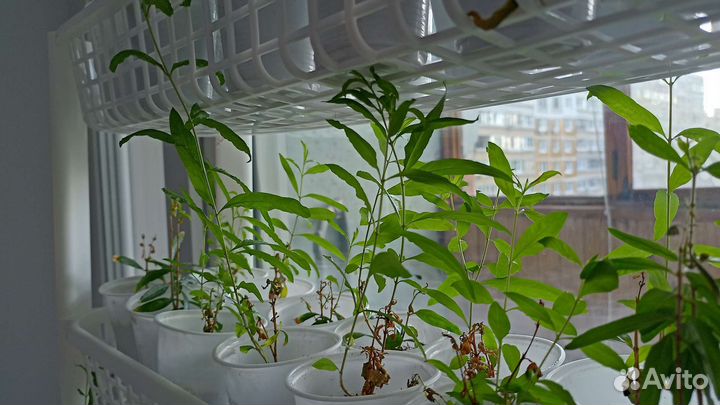 Гранатовые деревья