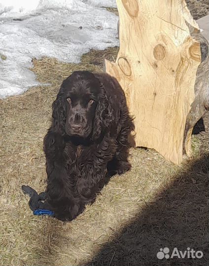 Кокер спаниель вязка