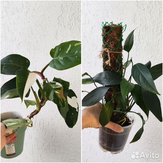 Комнатные растения 9