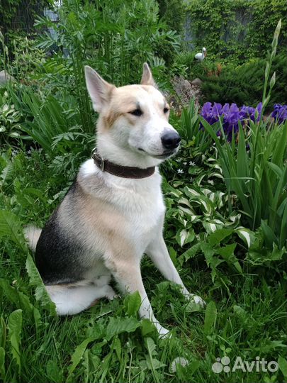 Собака в дар в добрые руки