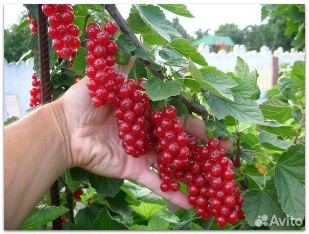 Смородина кр. Натали, Ненаглядная, бел. Смольянино