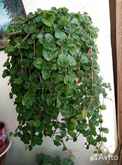 Домашние цветы