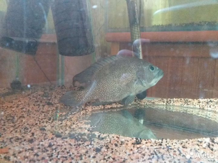 Телапия звездочный