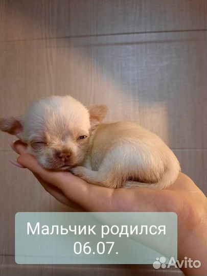 Щенки чихуахуа