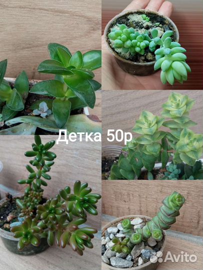 Суккуленты разные