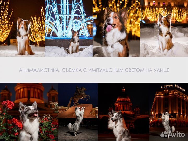 Фотограф-ретушер животных и людей