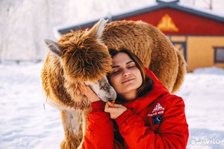 Фотограф в парк альпак