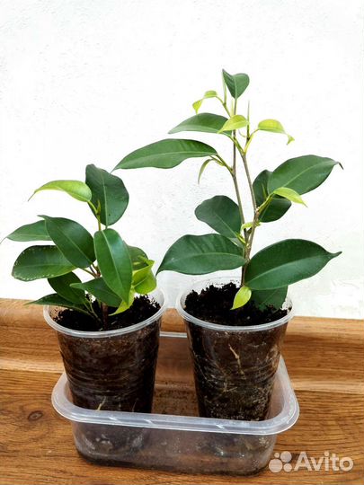 Фикус бенджамина