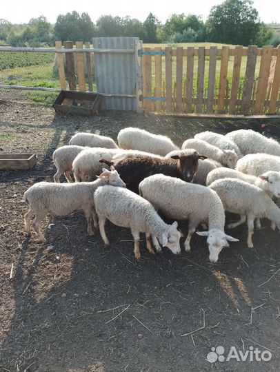 Овцы бараны ягнята оптом