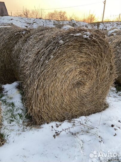 Солома пшеничная