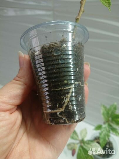 Гибискус snow queen