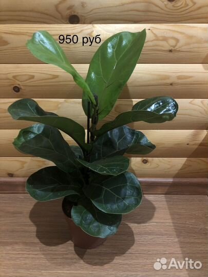 Фикус лирато бамбино