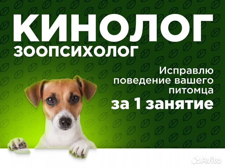 Кинолог. Профессиональный уход. Передержка