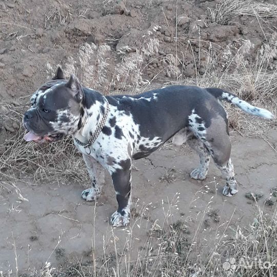 Щенки амбулли