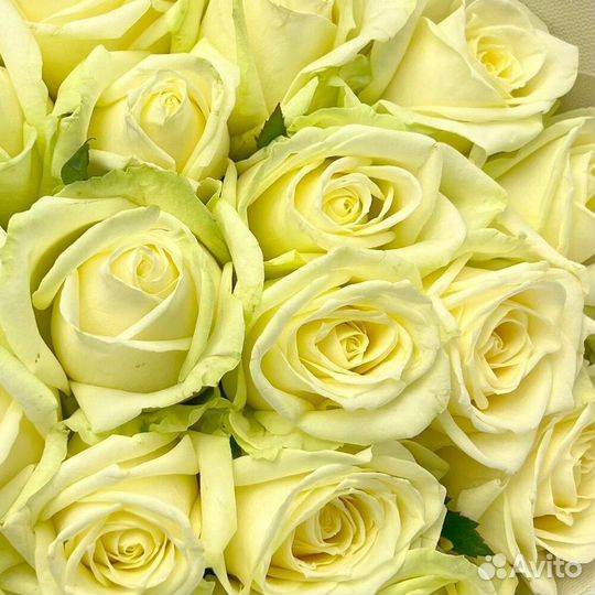 Розы букет 19 шт с доставкой