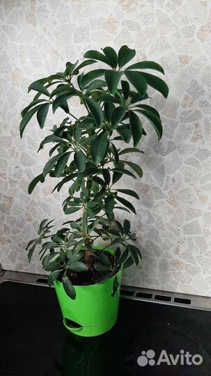 Шефлера мелколистная