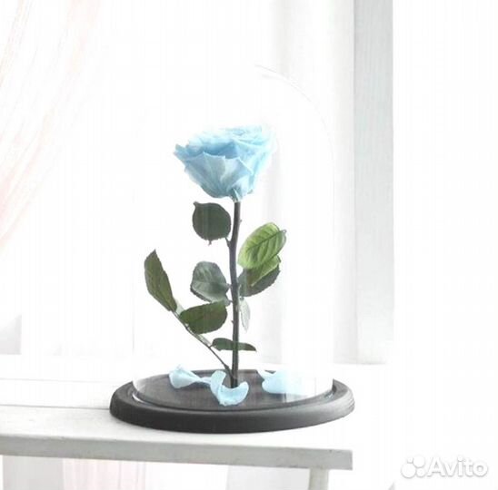 Роза в колбе. Новая