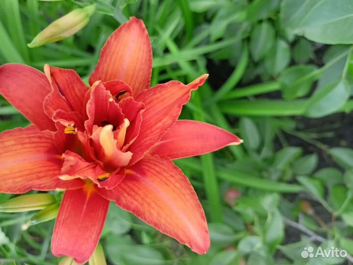 Лилейники сортовые