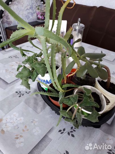 Комнатные растения