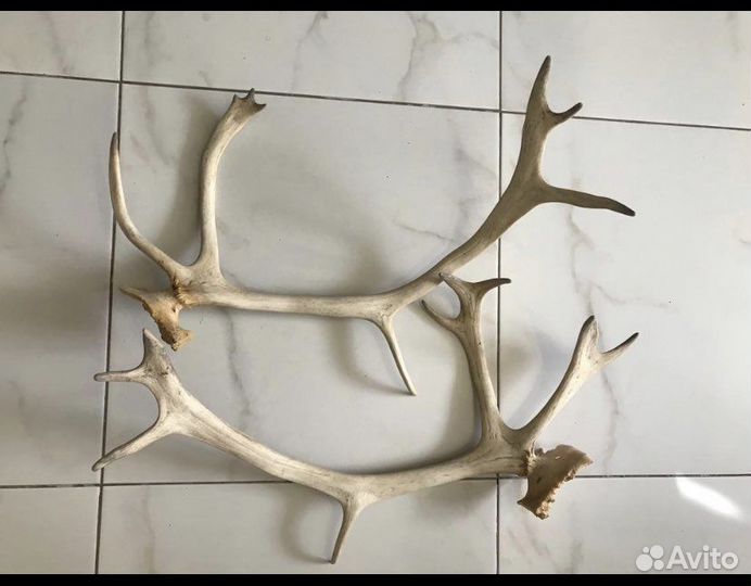 Рога оленя