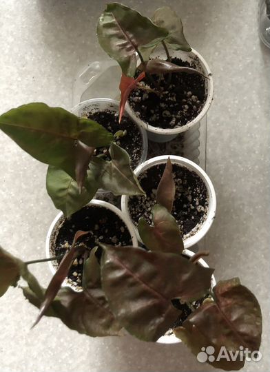 Сингониум Арон браун