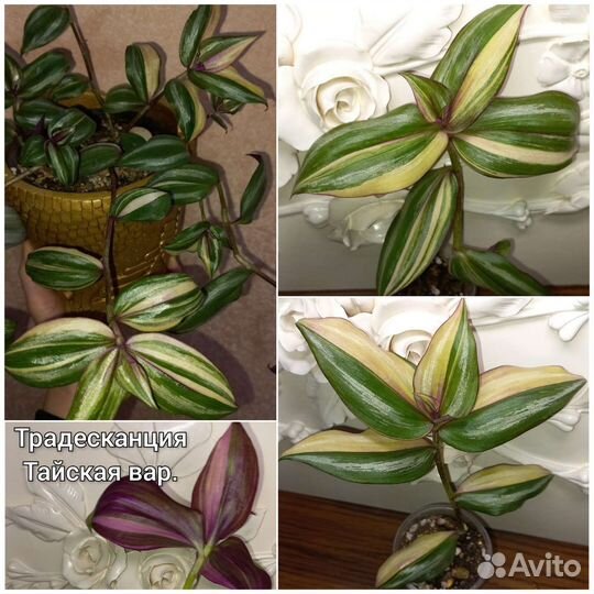 Суккуленты, крассулы, традесканции, колеусы