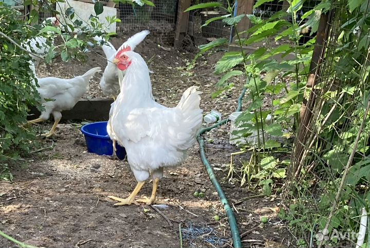 Крупные петухи