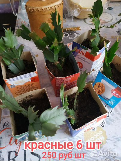 Молодые декабристы