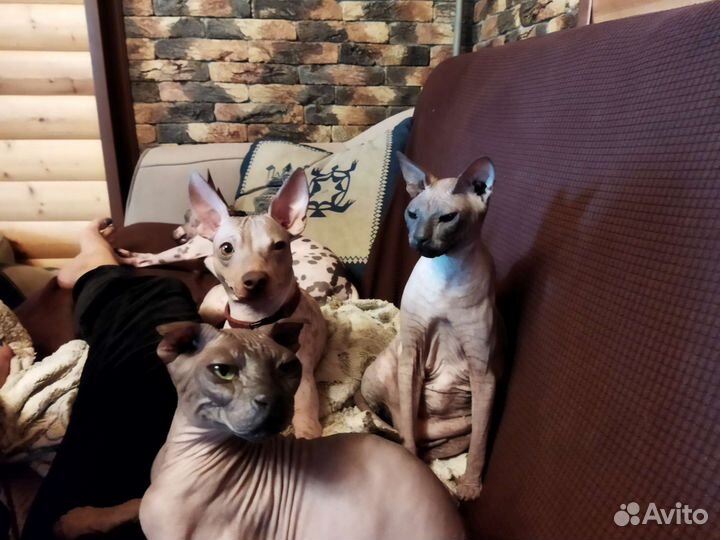 Передержка животных