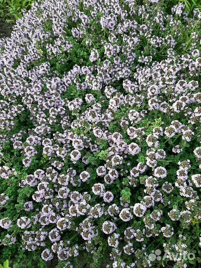 Тимьян (чабрец) почвопокровный