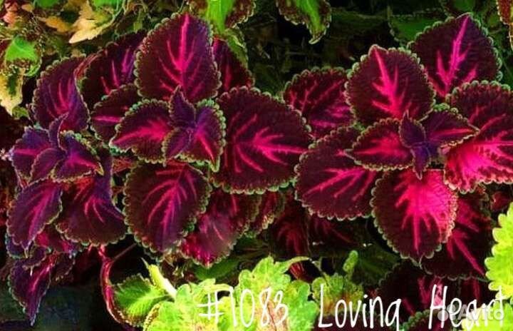 Колеусы Вегетативные (в ассортименте)