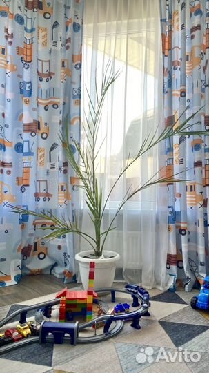 Финиковая пальма
