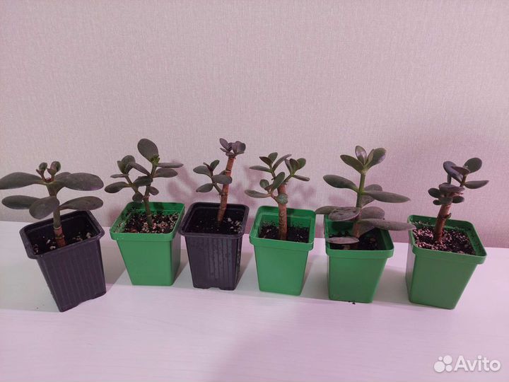 Суккуленты