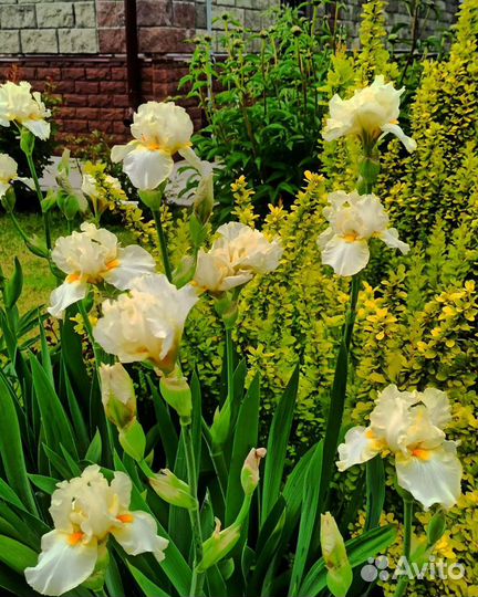 Ирисы сортовые