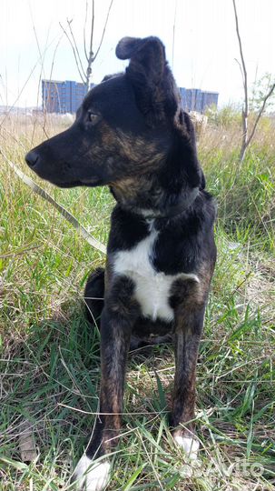 Очень нужен дом