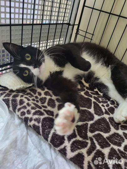 Кошки в добрые руки