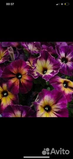 Петуния (весна 2024)