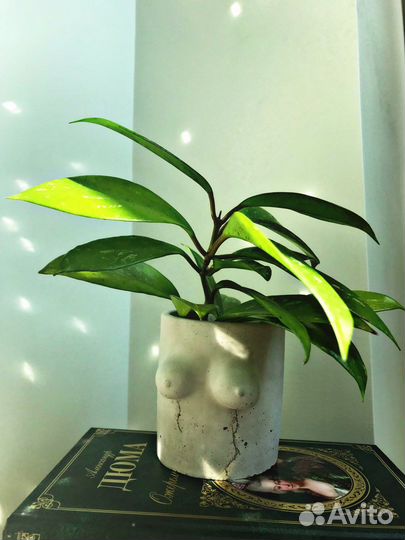 Кашпо для цветов