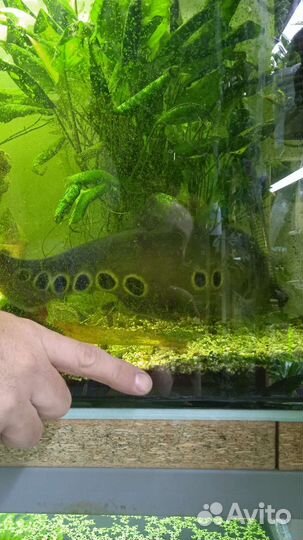 Аквариумные рыбки