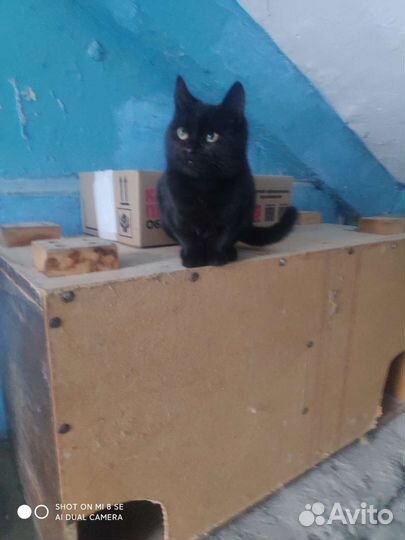 Черный котенок (мальчик)