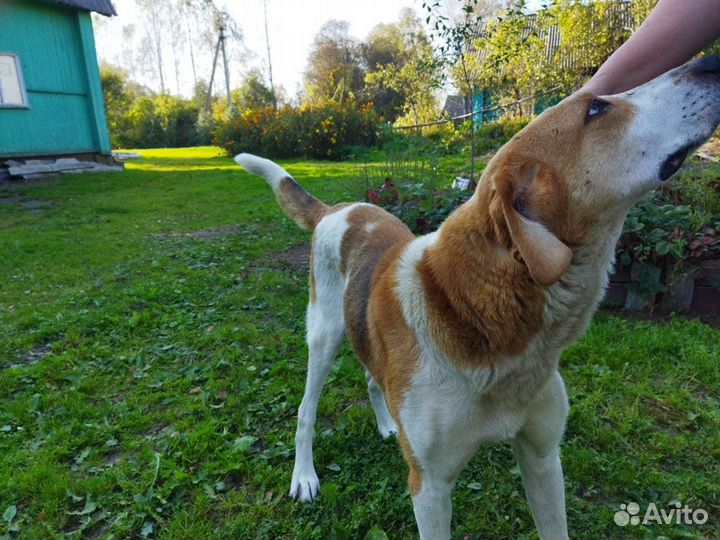 Отдам в хорошие руки гончего охотничьего пса