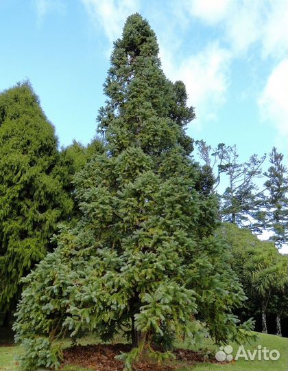 Куннингамия ланцетовидная, семена