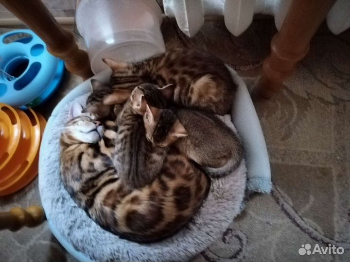 Бенгальские котята