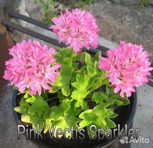 Пеларгонии звёздчатые и плющелистные