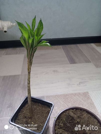 Аморфофаллус