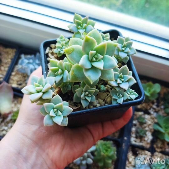 Черенки и детки суккулентов