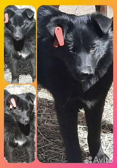 Собачка-девочка Дина)