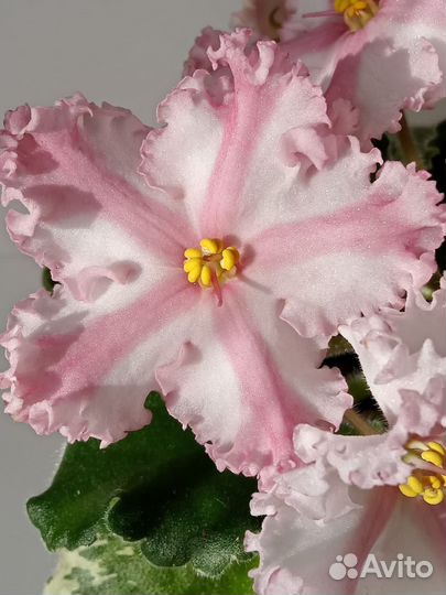 Сортовые фиалки