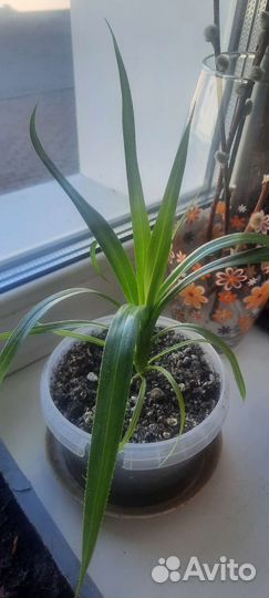 Гиппиаструм и др. Комнатные и офисные