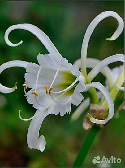 Многолетние цветы